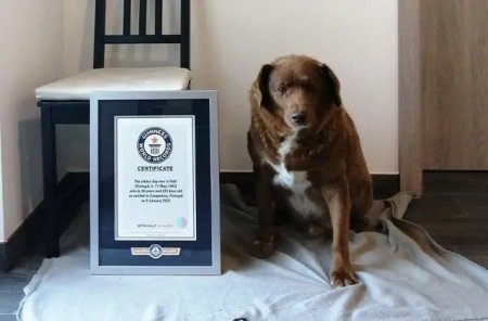 Guinness World Records i-a retras unui <span style='background:#EDF514'>CAINE</span> post-mortem titlul de cel mai batran <span style='background:#EDF514'>CAINE</span> din lume