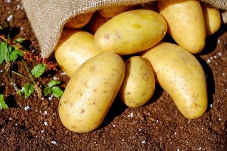 Executivul a aprobat o noua schema de ajutor de stat pentru sustinerea productiei de cartofi
