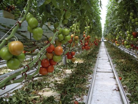 Guvernul a adoptat o ordonanta de urgenta care instituie o schema de ajutor de stat pentru compensarea partiala a pierderilor suferite la culturile de tomate si usturoi