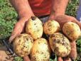 Guvernul aloca peste 11,4 milioane de lei cultivatorilor de cartofi