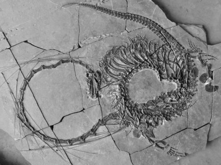 Oamenii de stiinta au descoperit fosila unui <span style='background:#EDF514'>DRAGON</span> care a trait in urma cu 240 de milioane de ani