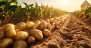 MADR a aprobat o noua schema de ajutor de stat pentru sustinerea productiei de cartofi