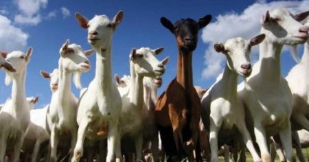 Romania poate incepe exportul de ovine si carne de ovine in Algeria