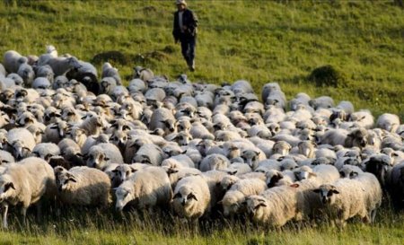 O noua piata de desfacere pentru Romania! Unde vor pleca la export mii de ovine