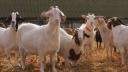 Carnea de <span style='background:#EDF514'>CAPRA</span> cu gust de vitel a aparut in Romania | Bocarp, rasa romaneasca, obtinuta la Institutul Palas din Constanta