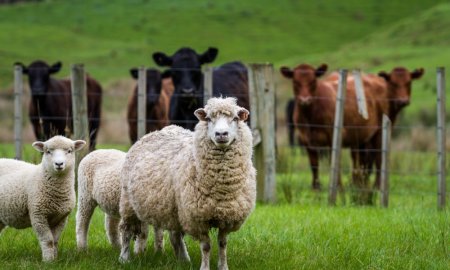 Romania va putea vinde ovine si carne de ovine in Algeria.
