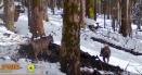 Haita de lupi, filmata devorand un les. Imagini surprinse in Muntii Apuseni VIDEO