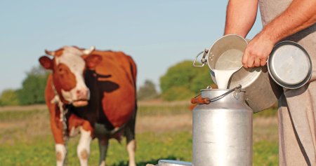 Ag<span style='background:#EDF514'>ROMIL</span>k Holstein, un crescator de vaci din localitatea Satu Mare din judetul Arad a luat fonduri europene de 5 mil. lei pentru modernizarea fermei de 200 de vaci