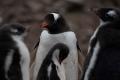 Alerta de sanatate in Antarctica: Gripa aviara pune in pericol <span style='background:#EDF514'>PINGUIN</span>ii
