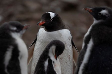 Alerta de sanatate in Antarctica: <span style='background:#EDF514'>GRIPA AVIARA</span> pune in pericol pinguinii