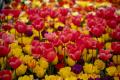 Cele mai comandate flori pentru 8 martie: lalele, frezii si zambile