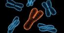 Cromozomul Y este pe cale de <span style='background:#EDF514'>DISPAR</span>itie. Cu ce boli se pot confrunta barbatii