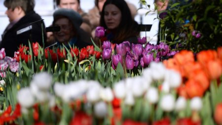 Care sunt cele mai cautate flori pentru 8 martie in Romania?