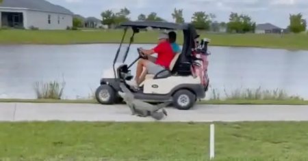 Jucatori de golf, <span style='background:#EDF514'>ATACATI</span> de un aligator in Florida. Cum au reactionat VIDEO