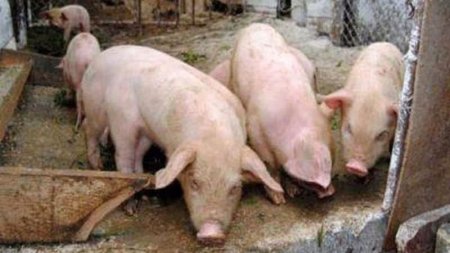 Guvernul a adoptat o hotarare care stabileste preturile privind despagubirile acordate proprietarilor de animale pentru pagubele suferite din cauza Pestei Porcine Africane