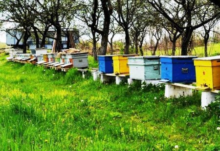 Executivul a adoptat o ordonanta de urgenta  care instituie o schema de ajutor de stat in sectorul apicol / Valoarea totala este de peste 59 milioane lei