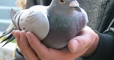 Activistii PETA au cumparat trei porumbei voiajori de pe unul dintre domeniile regelui Charles al III-lea