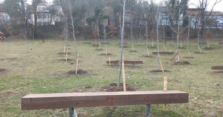 Pomi plantati in memoriam pe o partie de sanius din Brasov. Cum au reactionat localnicii