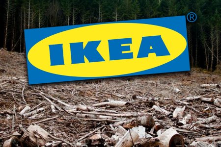 Ikea, aspru criticata in presa internationala: Un copac taiat la fiecare 2 secunde