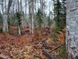 Romania nu are suficienti inspectori pentru a controla exportul de lemn din defrisari ilegale, recunoaste seful Garzii Forestiere Nationale, citat intr-o investigatie internationala