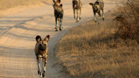 O zona din Romania, invadata de sacali. Au ajuns langa blocuri, sunetele pe cale le scot noaptea sunt infioratoare | Controversa pe numarul lupilor aurii