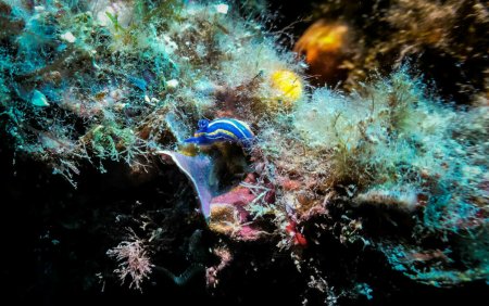 Creatura marina misterioasa descoperita in apele britanice. Oamenii de stiinta au ramas surpinsi de aceasta specie | FOTO