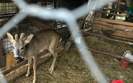 Barbat cercetat pentru braconaj. Cate kilograme de carne de vanat au fost gastite in locuinta lui din Maramures