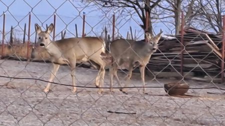 Un caprior si sapte fazani gasiti in curtea unui maramuresean in urma unei perchezitii