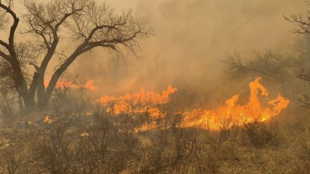 Cel mai mare incendiu de vegetatie din istoria Texasului a ucis mii de vite