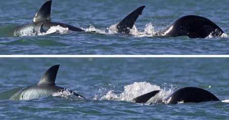 Atac uimitor al unei orci asupra unui rechin alb: in doua minute l-a devorat | VIDEO