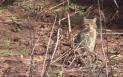 O pisica salbatica a fost filmata in padurile din Muntii Calimani. A fost surprinsa in timp ce se bucura de razele soarelui