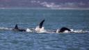 O orca soli<span style='background:#EDF514'>TARA</span> a fost filmata vanand si ucigand un rechin Marele Alb, dupa un atac 