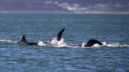 O orca solitara a fost filmata vanand si u<span style='background:#EDF514'>CIGAN</span>d un rechin Marele Alb, dupa un atac uimitor. VIDEO