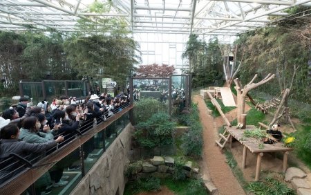 Mii de sud-<span style='background:#EDF514'>COREENI</span> la coada la gradina zoologica, sa-si ia la revedere de la un urs panda care va fi trimis sa traiasca in China