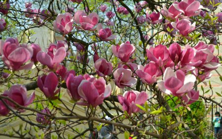 Orasul din Romania cu peste 800 de magnolii. Unde le gasesesti si cand infloreste cea mai 