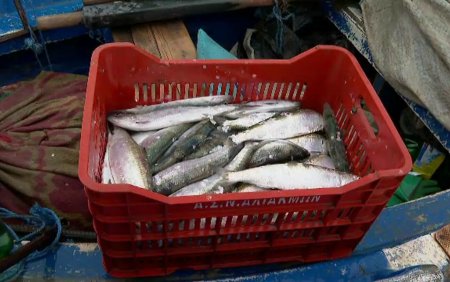 Scrumbia aduce belsug in plasele pescarilor din Constanta. Cat costa un kilogram din <span style='background:#EDF514'>PESTELE</span> atat de apreciat de romani