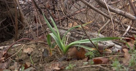 Prazul cu gust de usturoi. Face parte din flora spontana, iar cercetatorii spera sa impuna planta in ferme si gradini