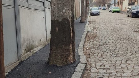 Asfalt turnat la trunchiul copacilor, pe trotuarul unei strazi cu piatra cubica si gropi din Galati