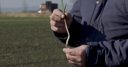 Subventii in avans pentru tomate si usturoi. Fermier: Acesti bani vor fi reinvestiti tot in cultura