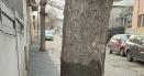 Copaci asfaltati pe trotuarul unei strazi cu piatra cubica si gropi. Dorel de Galati recidiveaza