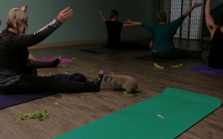 Yoga cu iepurasi. Un orasel din SUA a creat cursuri inedite atat pentru relaxarea oamenilor cat si pentru salvarea animalelor
