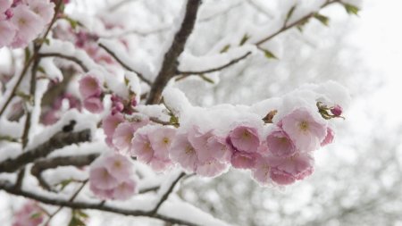 Revin ninsorile si frigul in Romania: Vor cuprinde toata tara!