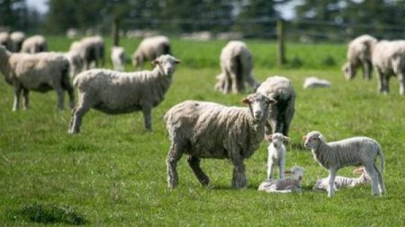 China interzice importurile de ovine si caprine din Georgia, din cauza variolei