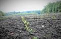 Romsilva va planta in acest an circa 26 de milioane de puieti forestieri si va regenera peste 12.000 de hectare in fondul forestier de stat