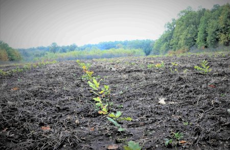 Romsilva va planta in acest an circa 26 de milioane de puieti forestieri si va regenera peste 12.000 de hectare in fondul forestier de stat