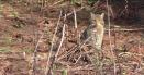 Imagini rare cu o pisica salbatica filmata in timp ce se bucura de caldura soarelui, in Parcul National Calimani VIDEO