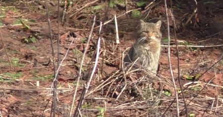 Imagini rare cu o pisica salbatica filmata in timp ce se bucura de caldura soarelui, in Parcul National Calimani VIDEO