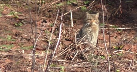 Imagini rare cu o pisica salbatica filmata in timp ce se bucura de caldura soarelui, in <span style='background:#EDF514'>PARCUL NATIONAL</span> Calimani VIDEO