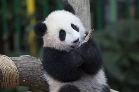 Un urs panda a fost descoperit intr-un bagaj pe aeroportul din Bangkok