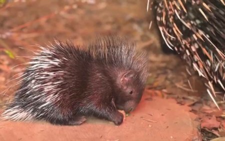 Noua mascota a unei gradini zoologice din Anglia este <span style='background:#EDF514'>PORCU</span>sorul spinos Dakari